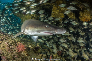 'Turning The Corner'
A sand tiger shark on the wreck of ... by Tanya Houppermans 